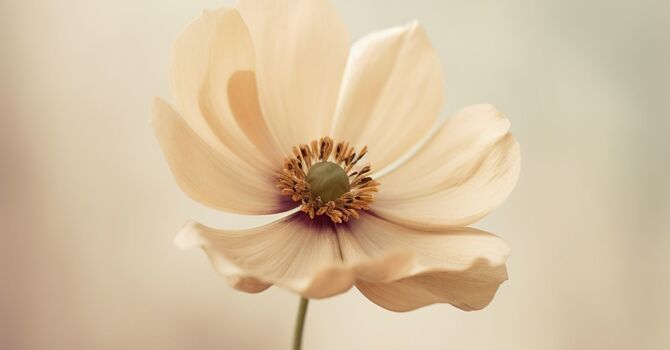 Aesthetic Injectables