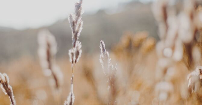 Aesthetic Injectables